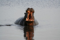 Hippopotamus - Africa