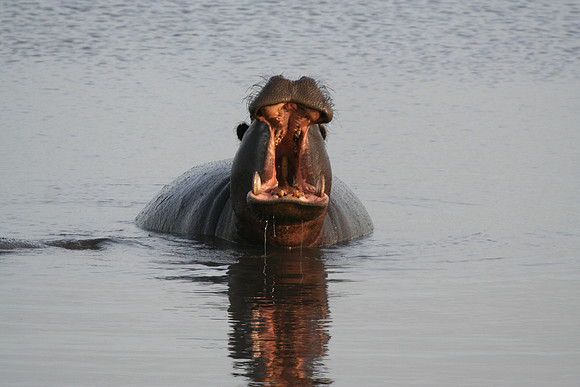 Hippopotamus - Africa