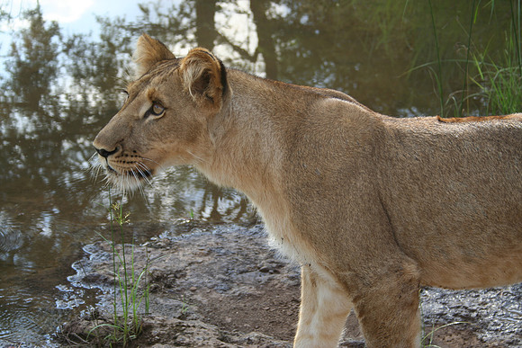 Lion - Africa