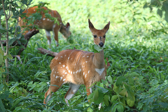Impala - Africa