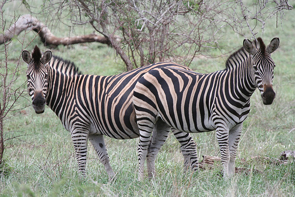 Zebra - Africa