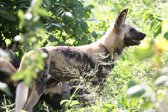 Wild Dog - Africa (very rare)