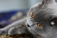 Chibbi