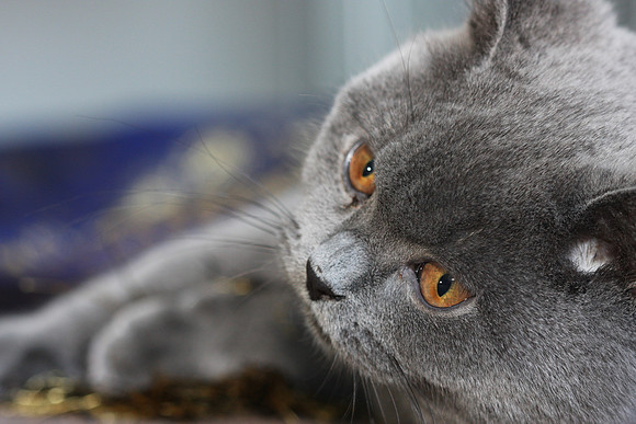 Chibbi