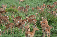 Impala - Africa