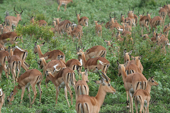 Impala - Africa