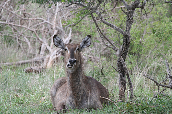Kudu - Africa