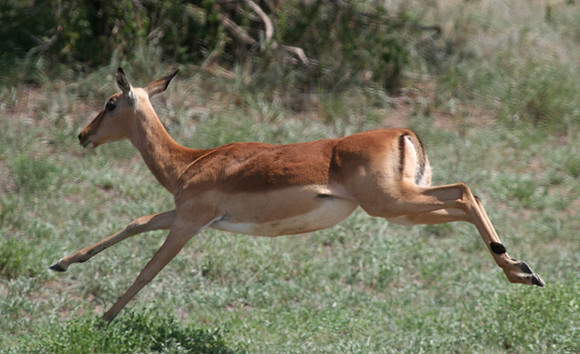 Impala - Africa