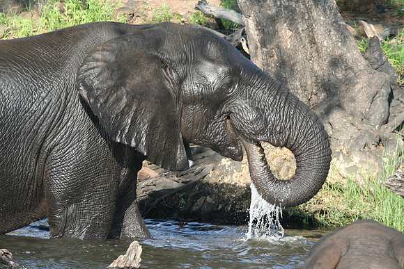 Elephant - Africa