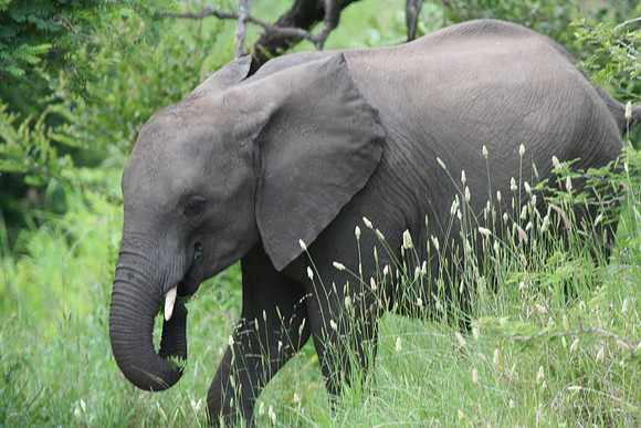 Elephant - Africa