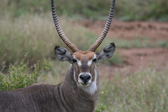 Oryx - Africa