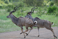 Kudu - Africa