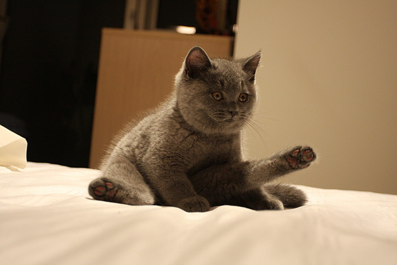 Chibbi