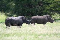 Wild Boar - Africa