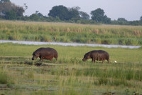 Hippopotamus - Africa