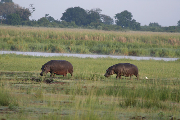 Hippopotamus - Africa