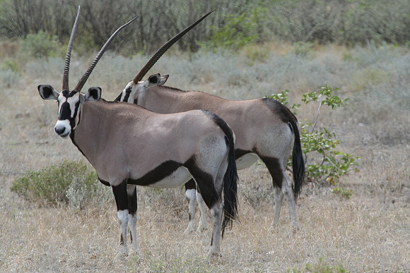 Oryx - Africa