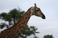 Giraffe - Africa