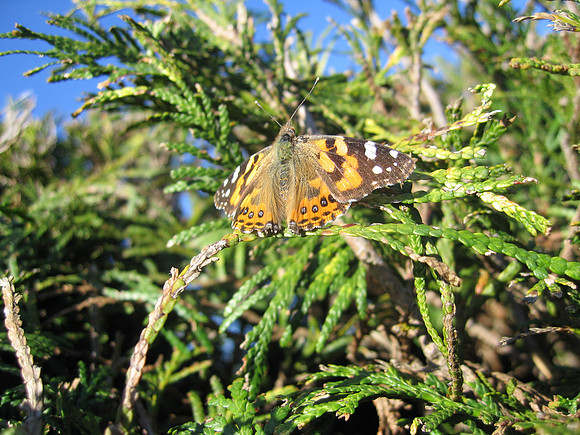 Butterfly