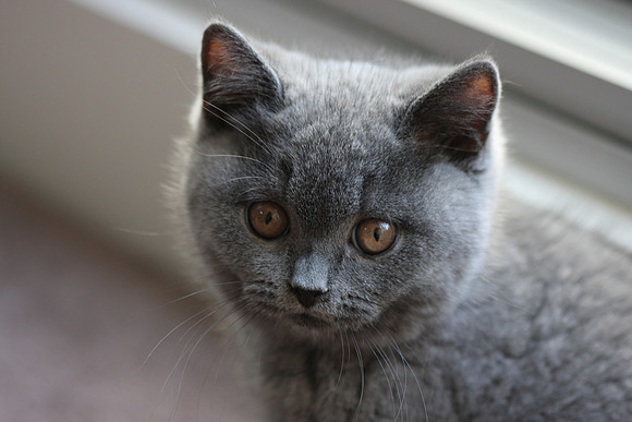 Chibbi