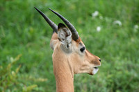 Impala - Africa