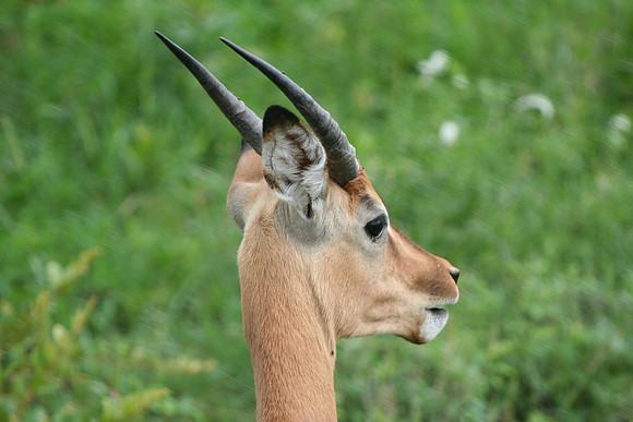 Impala - Africa
