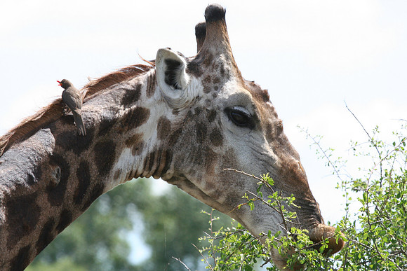 Giraffe - Africa
