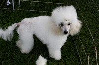 Victorian Dogs 1
