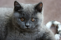 Chibbi