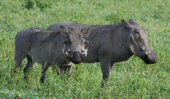 Wild Boar - Africa
