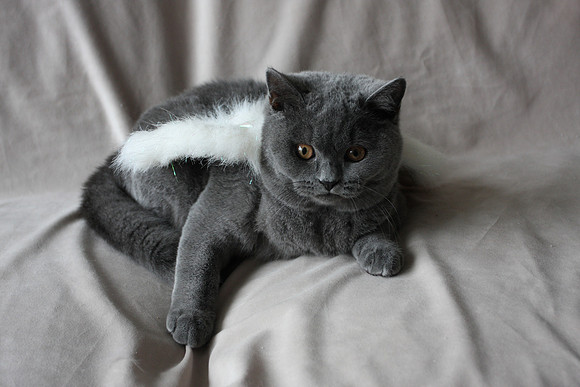 Chibbi