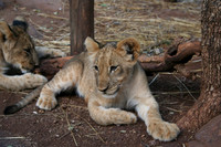 Lion Cub - Africa