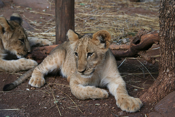 Lion Cub - Africa