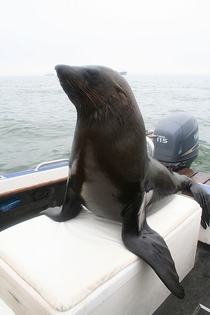 Cassanova the Seal - Swakopmund,  Namibia, Africa