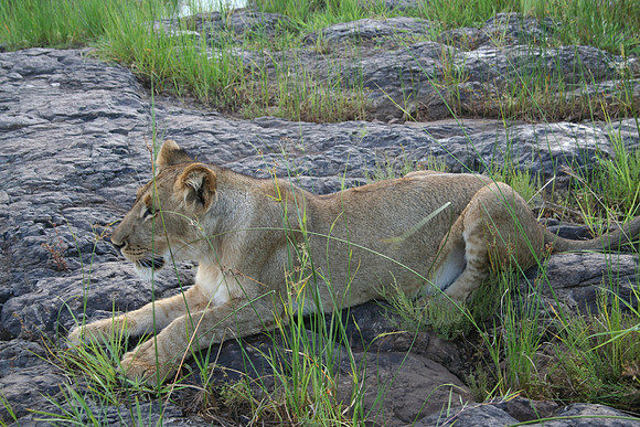 Lion - Africa