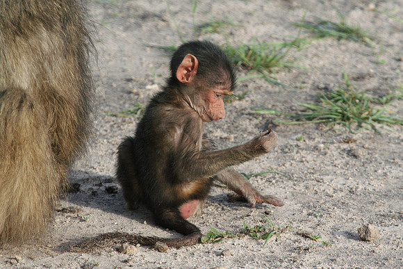 Baby Monkey - Africa